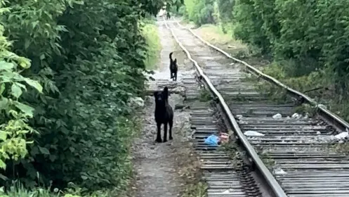 Фото: соцсети