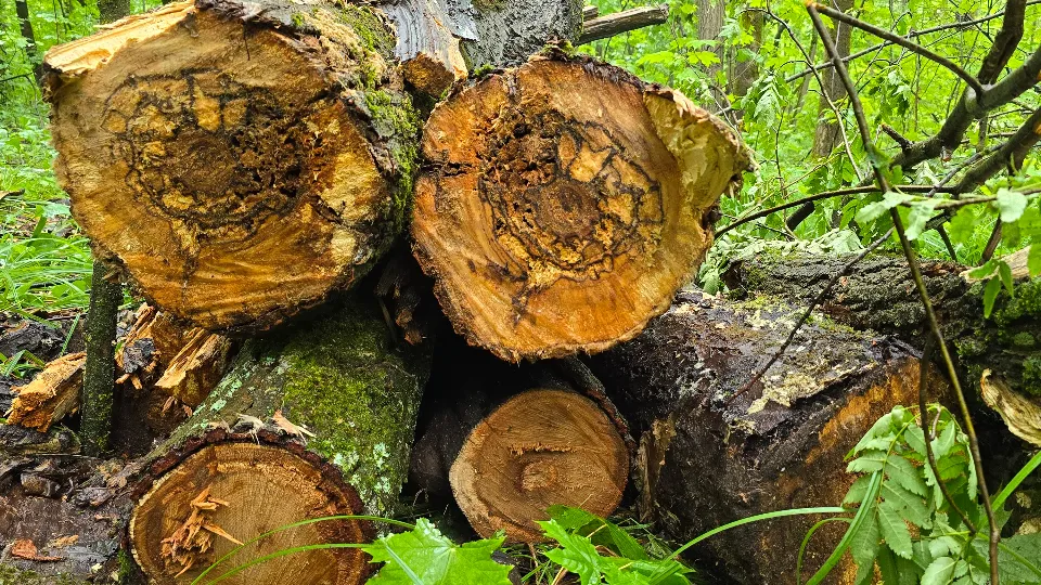 Фото: МедиаБанк Подмосковья/Марина Анисимова