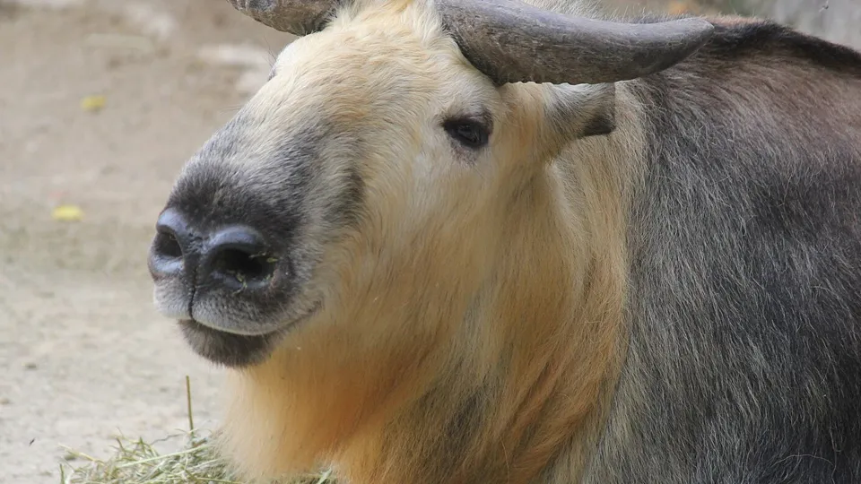 Фото: сommons.wikimedia/Ltshears