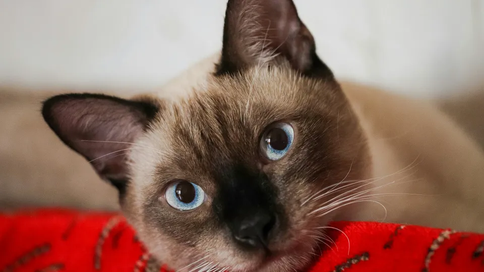 Фото: unsplash.com