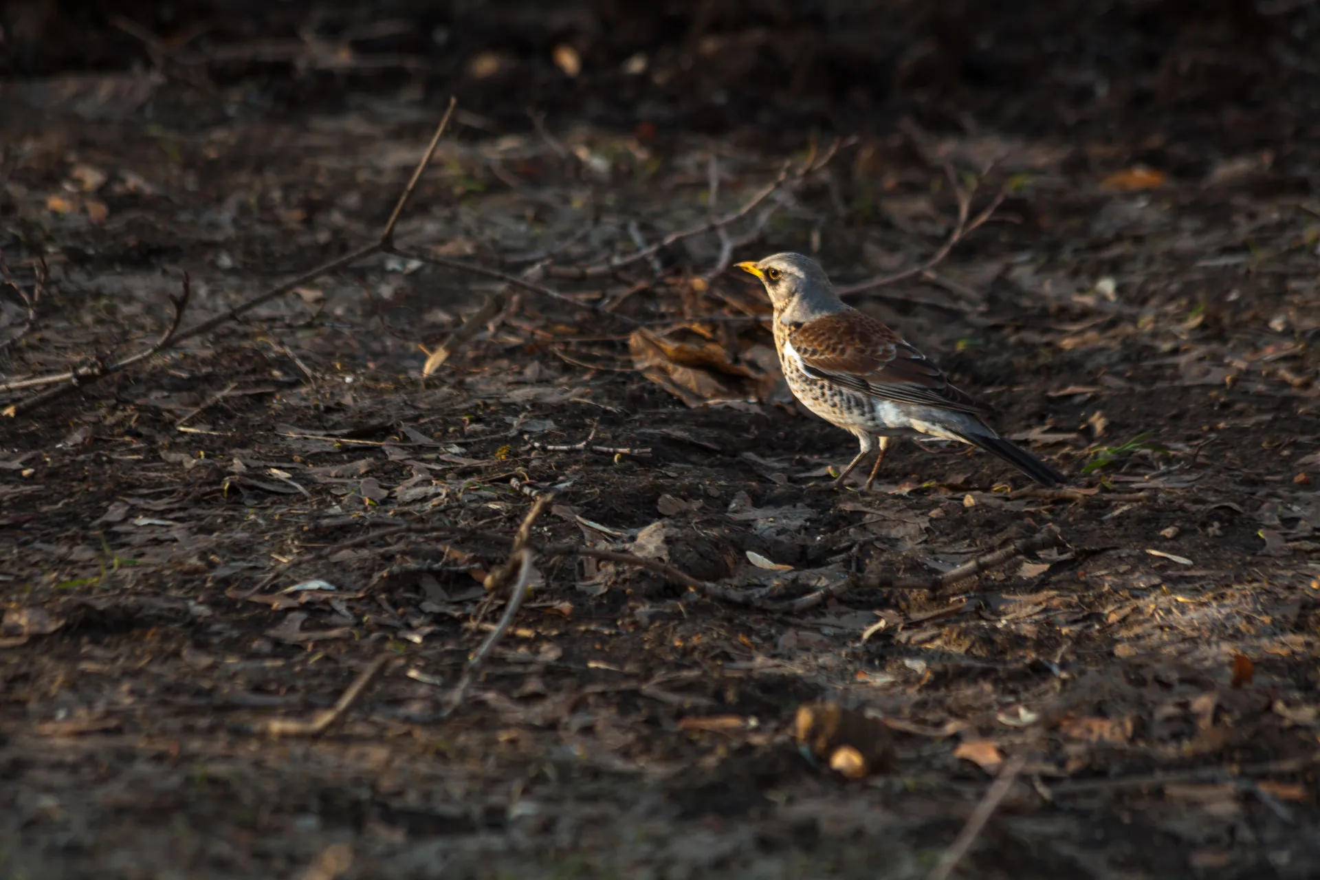 Птицы Подмосковья — дрозд-рябинник весной в парке