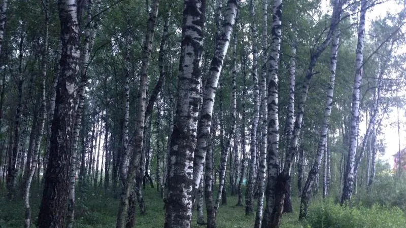 В Подольском районе ищут тех, кто травит березы ядохимикатами