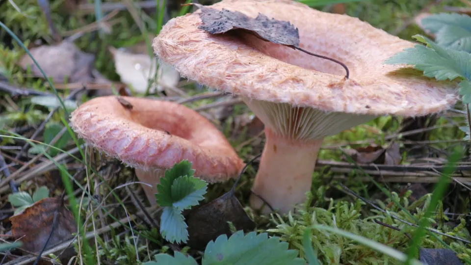 Фото: медиасток.рф