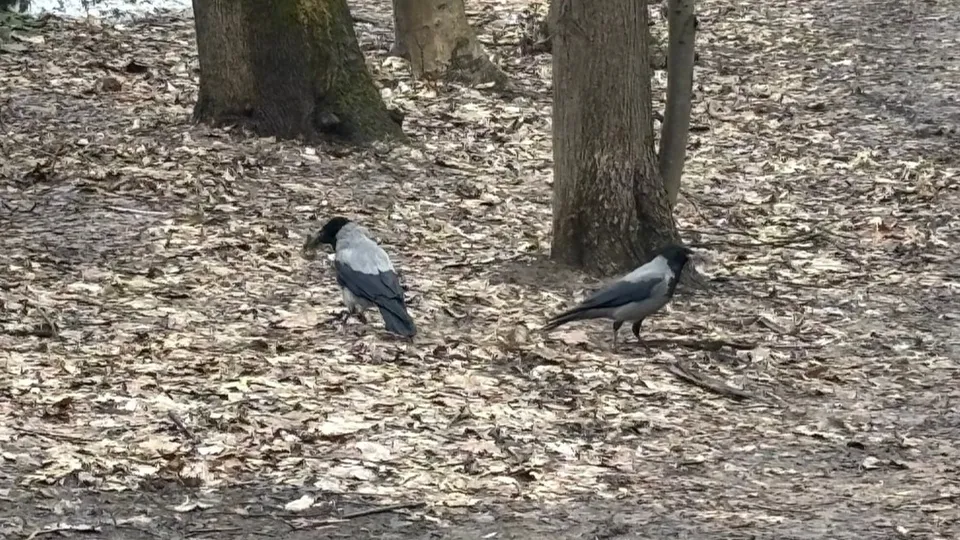 Фото: МБУК «Городской парк культуры и отдыха»