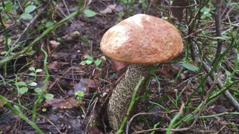 Фото: личный архив Дмитрия Романа