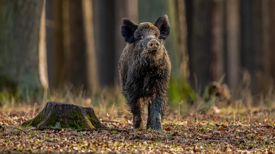 Фото: freepik.com