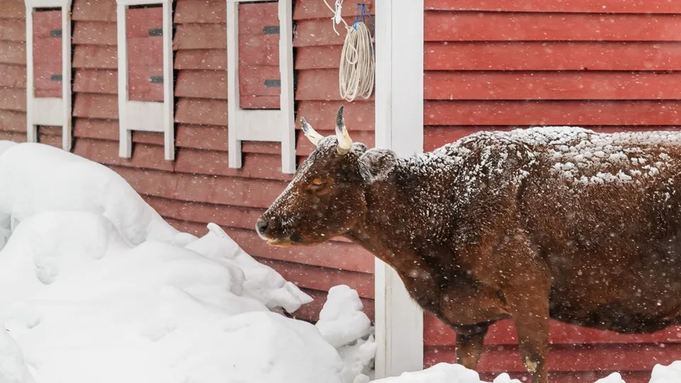 Фото: медиасток.рф