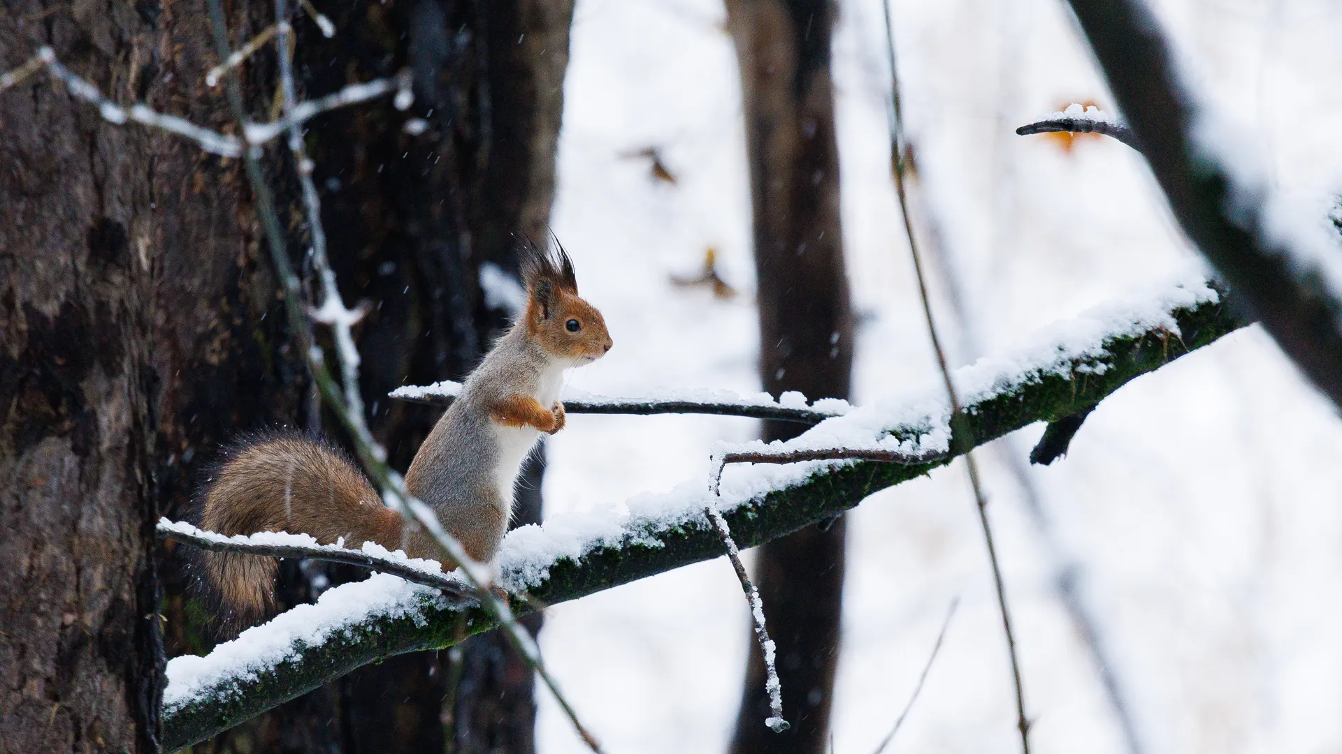 Вильфанд посоветовал москвичам не ждать напрасно снега в декабре