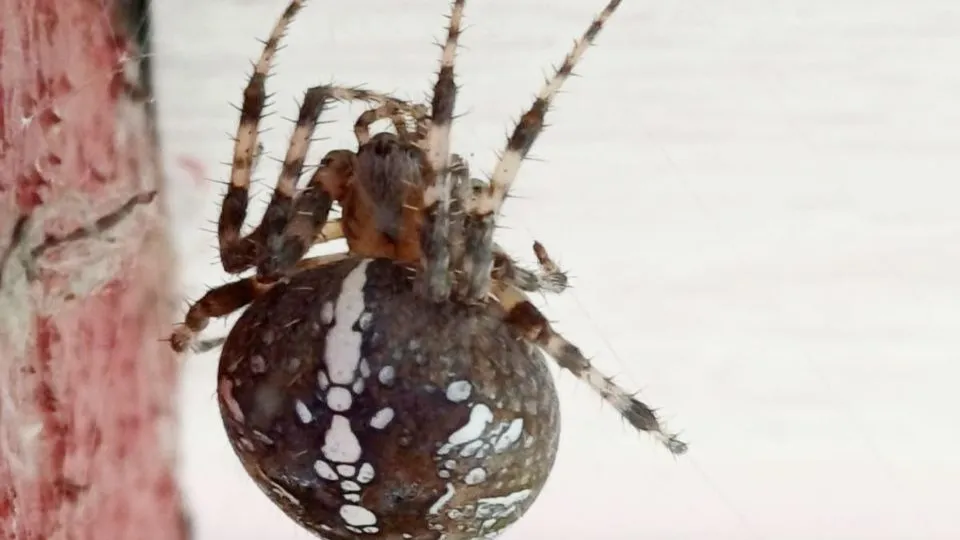 Фото: Дарья Недошивина/REGIONS