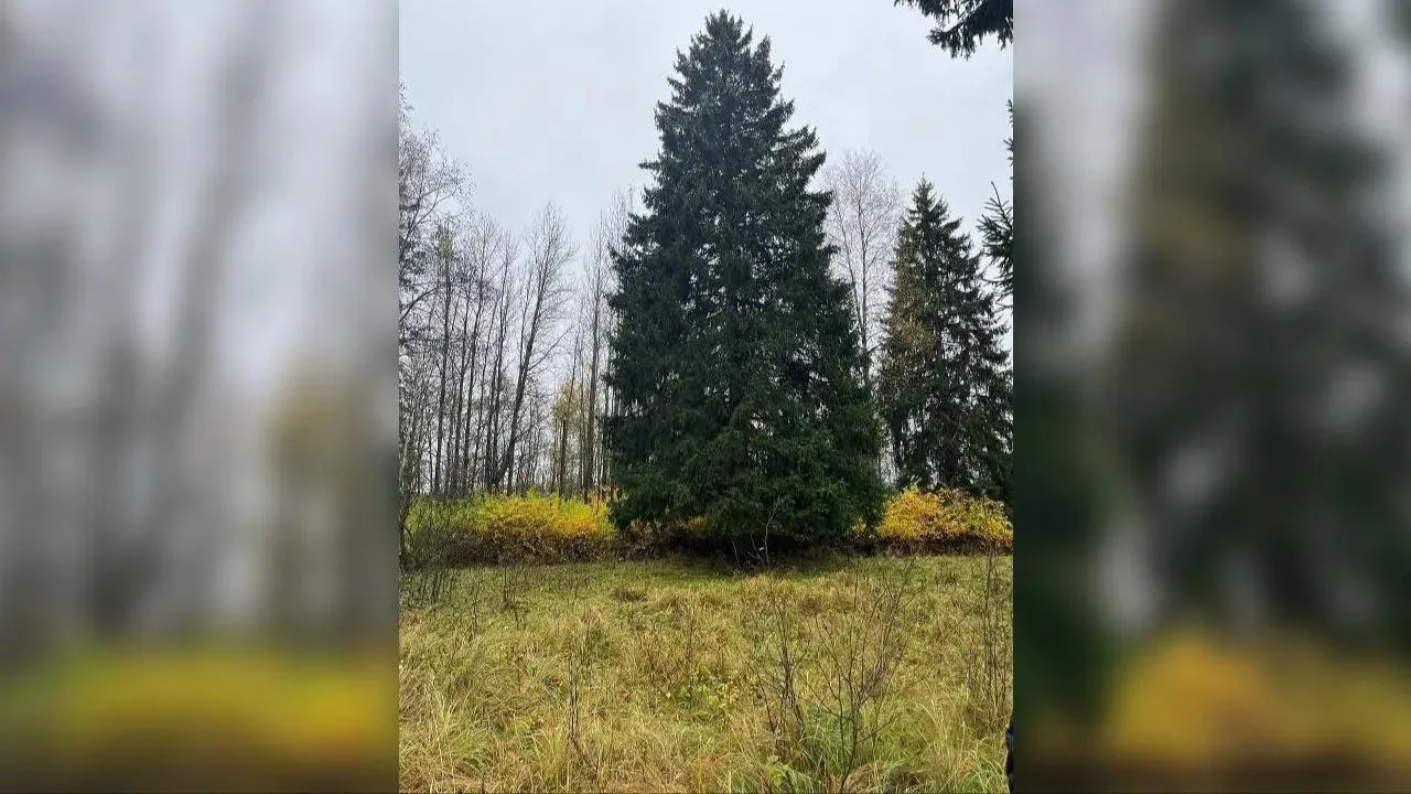Главную новогоднюю елку страны спилили в Московской области