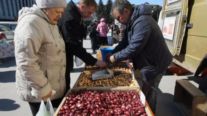 Две трети всего лука-севка в стране производит предприятие из Озер