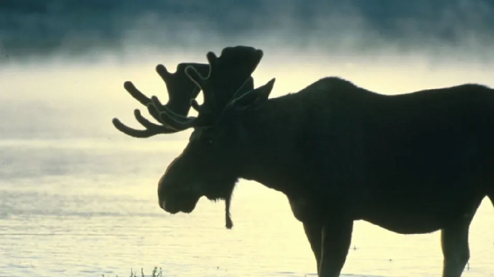 Фото: pxhere.com