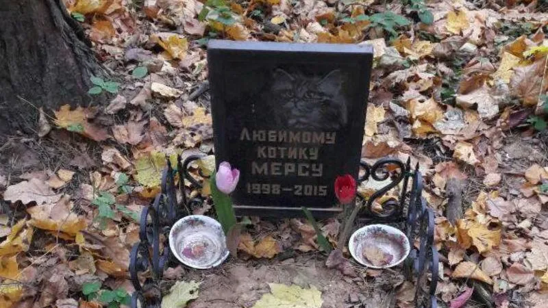 Нелегальное место захоронения кошек и собак нашли в Подмосковье