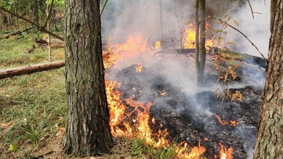 Фото: Комитет лесного хозяйства Московской области