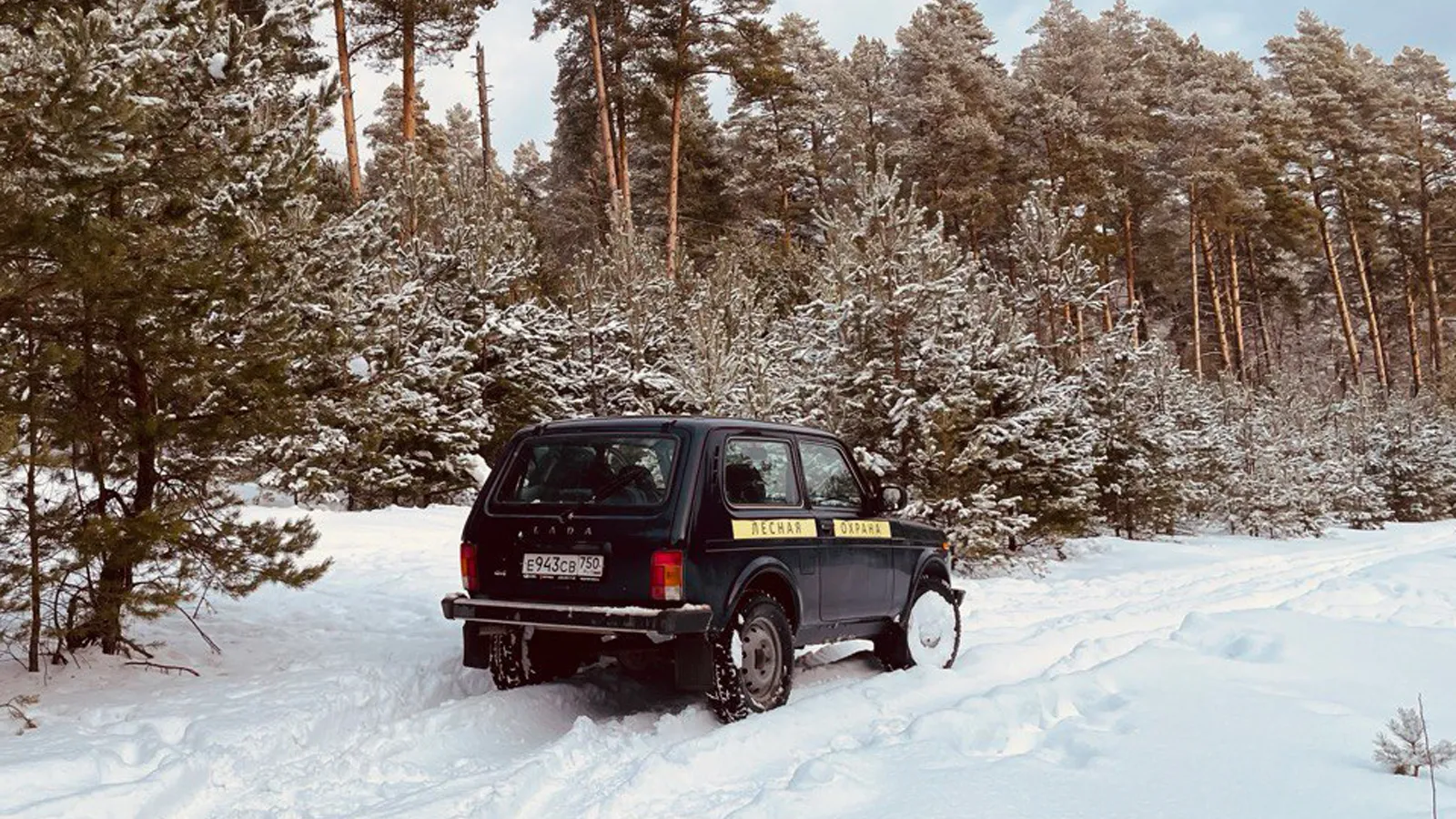 Фото: филиал «Русский лес» ГАУ МО «Мособллес»