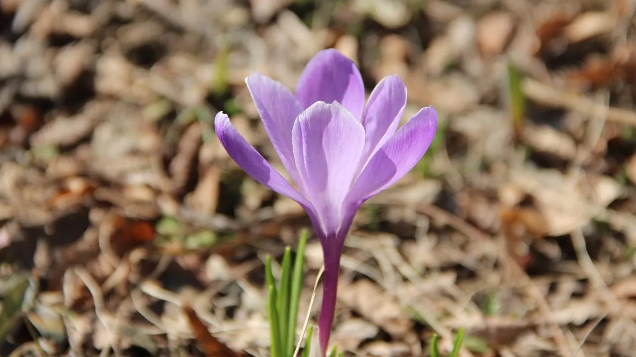 REGIONS/Василий Тремасов