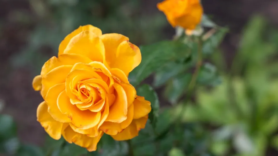 Фото: REGIONS/Максим Зубарев