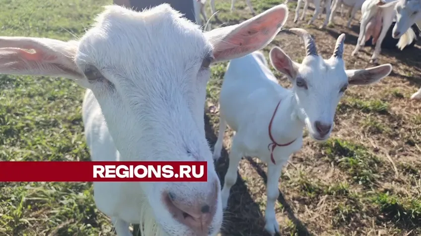 Фото: Светлана Борщева