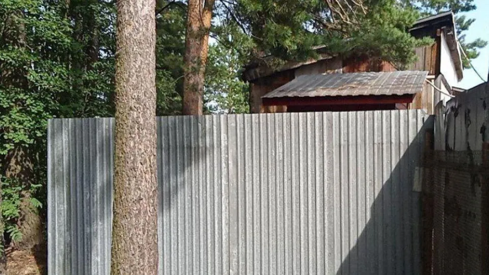 Фото: Комитет лесного хозяйства Московской области