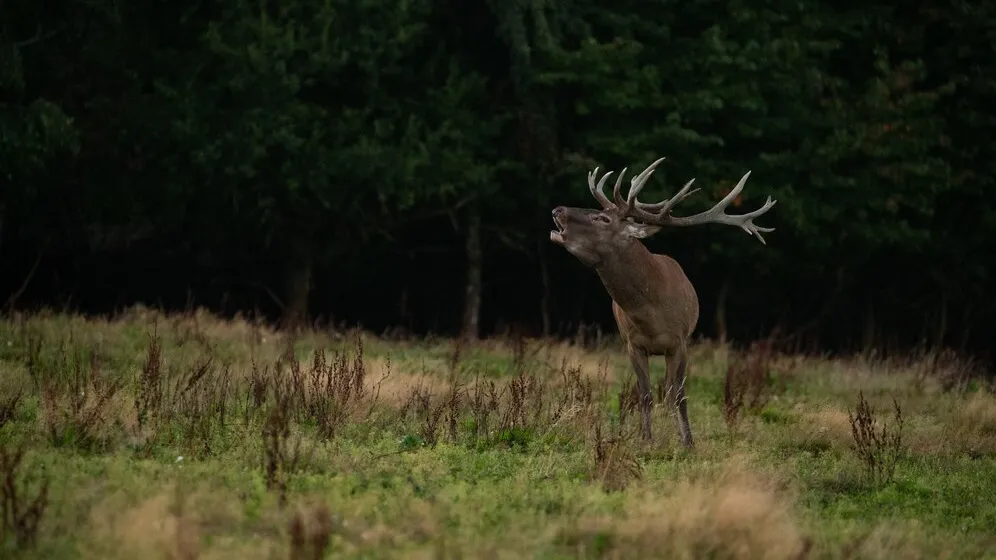 Фото: freepic.com/vladimircech