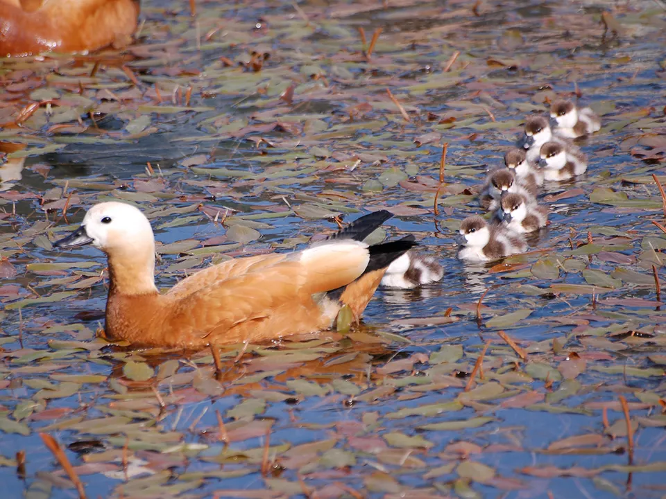 Фото: Максим Рассказчиков