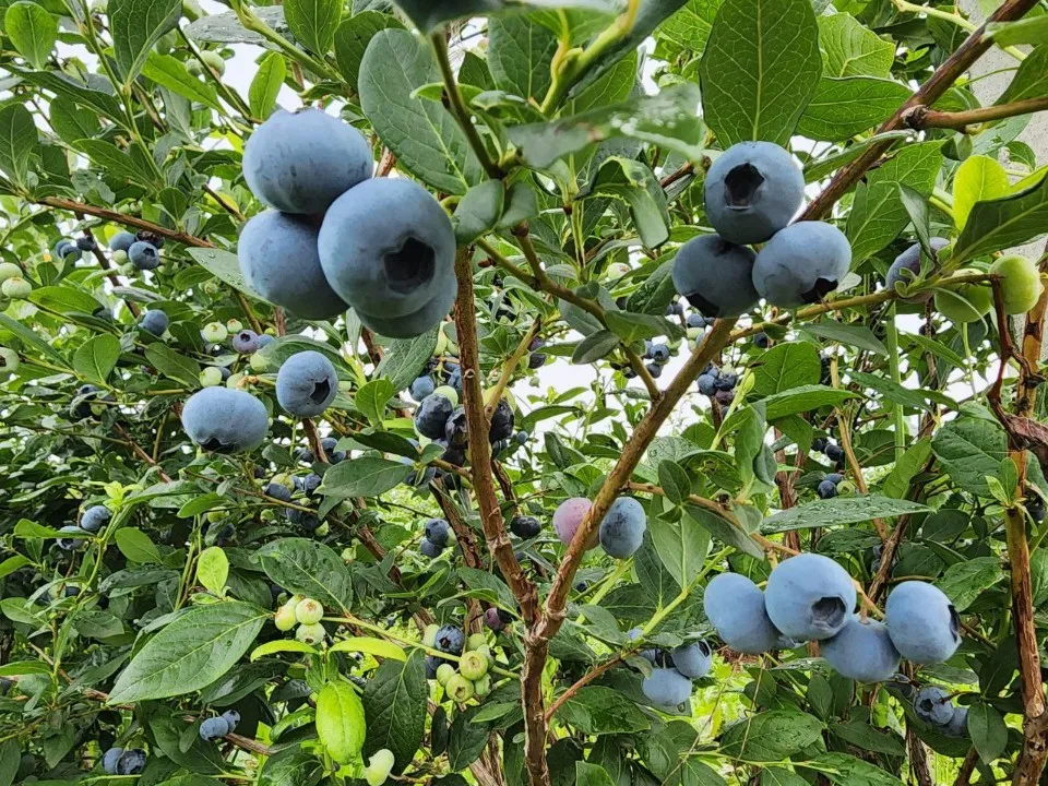 Фото: МедиаБанк Подмосковья/Ирина Матвеева