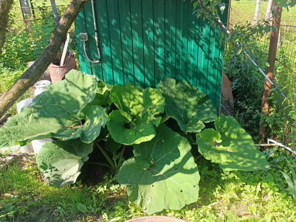 Фото: городская доска объявлений&nbsp;