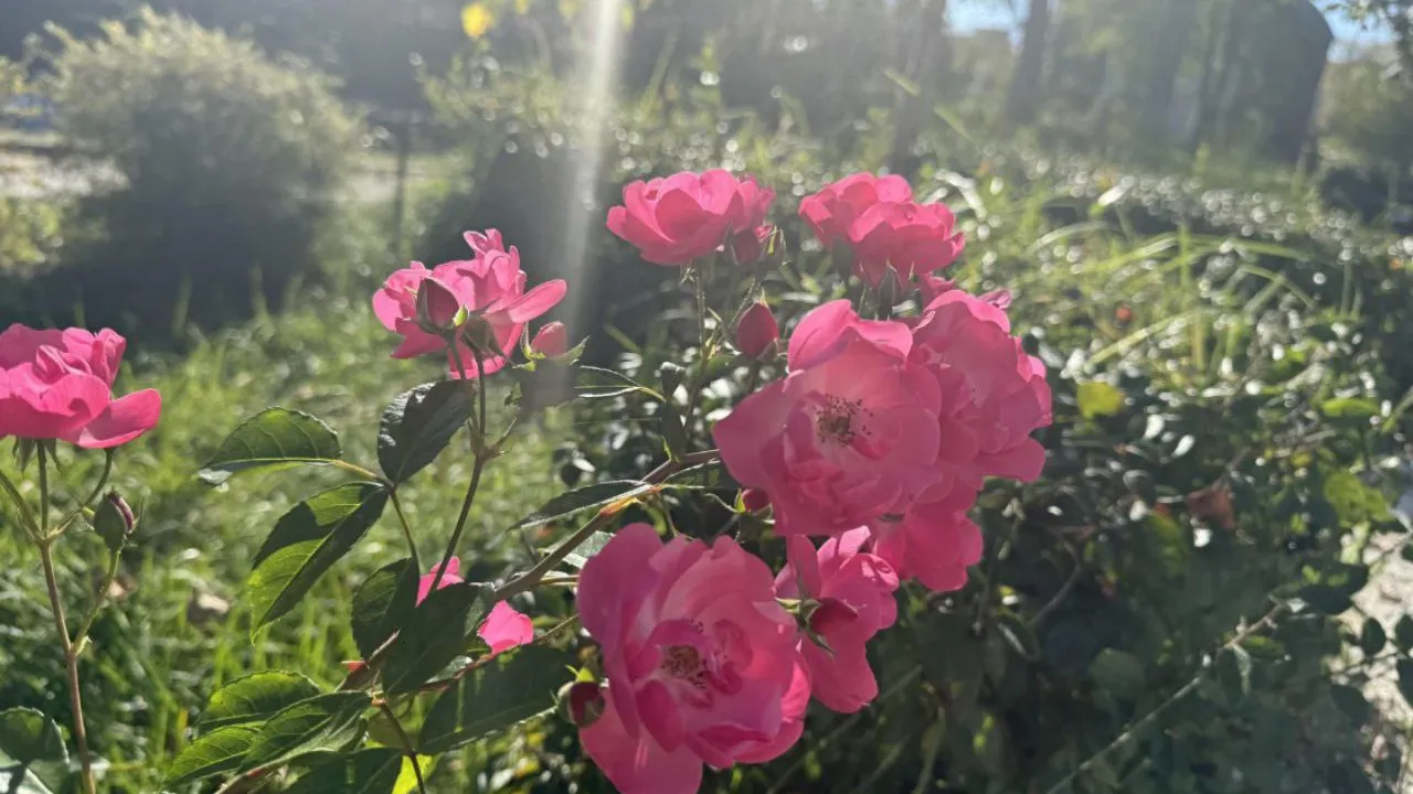 Фото: t.me/ParkVerbilki