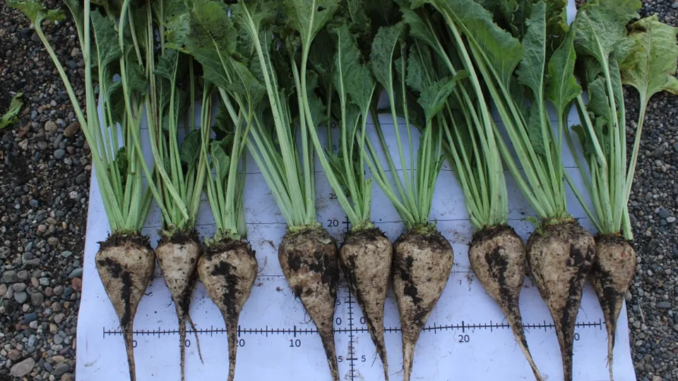 Фото: Компания «Щелково Агрохим»