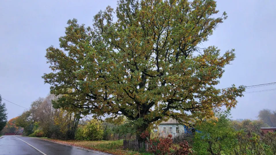 Фото: МедиаБанк Подмосковья/Яна Шаливская