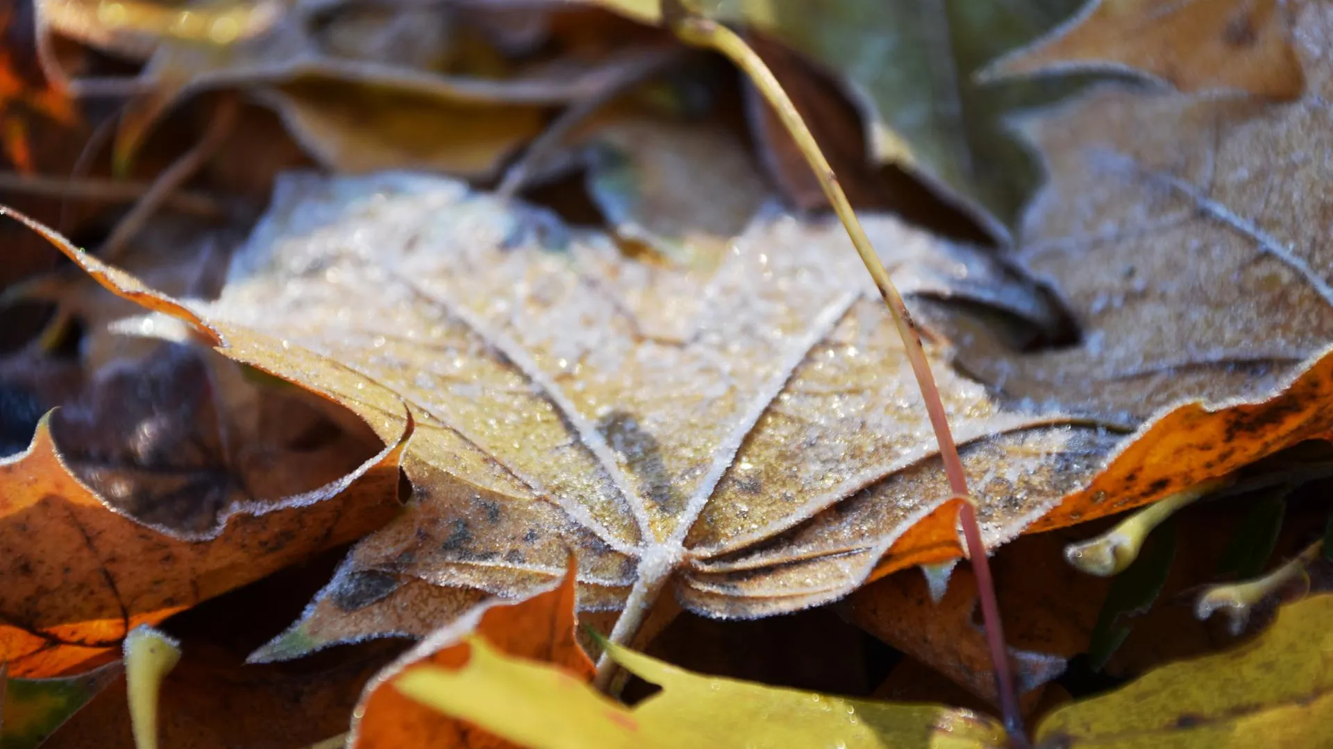 Фото: pxhere.com