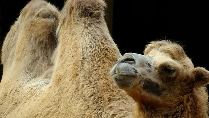 animalsglobe.ru