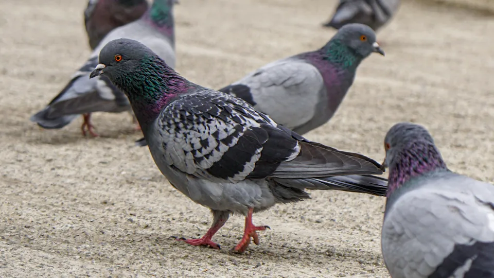 Фото: istockphoto.com/k_samurkas