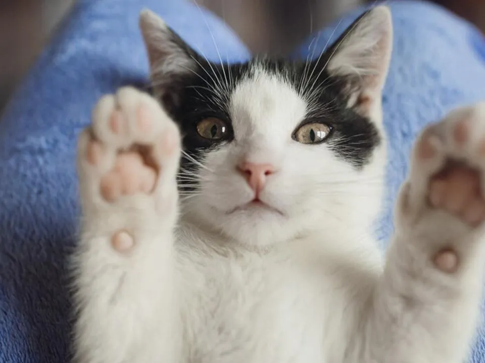 «Мы это истинное знание забываем»: психолог рассказала, в каких случаях надо доверять детям и котам