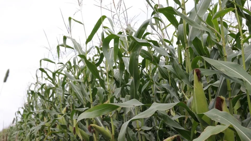 Фото: пресс-служба администрации г.о. Волоколамск