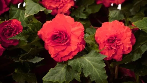 Россельхознадзор в Подмосковье обнаружил цветочный трипс в цветах из Нидерландов