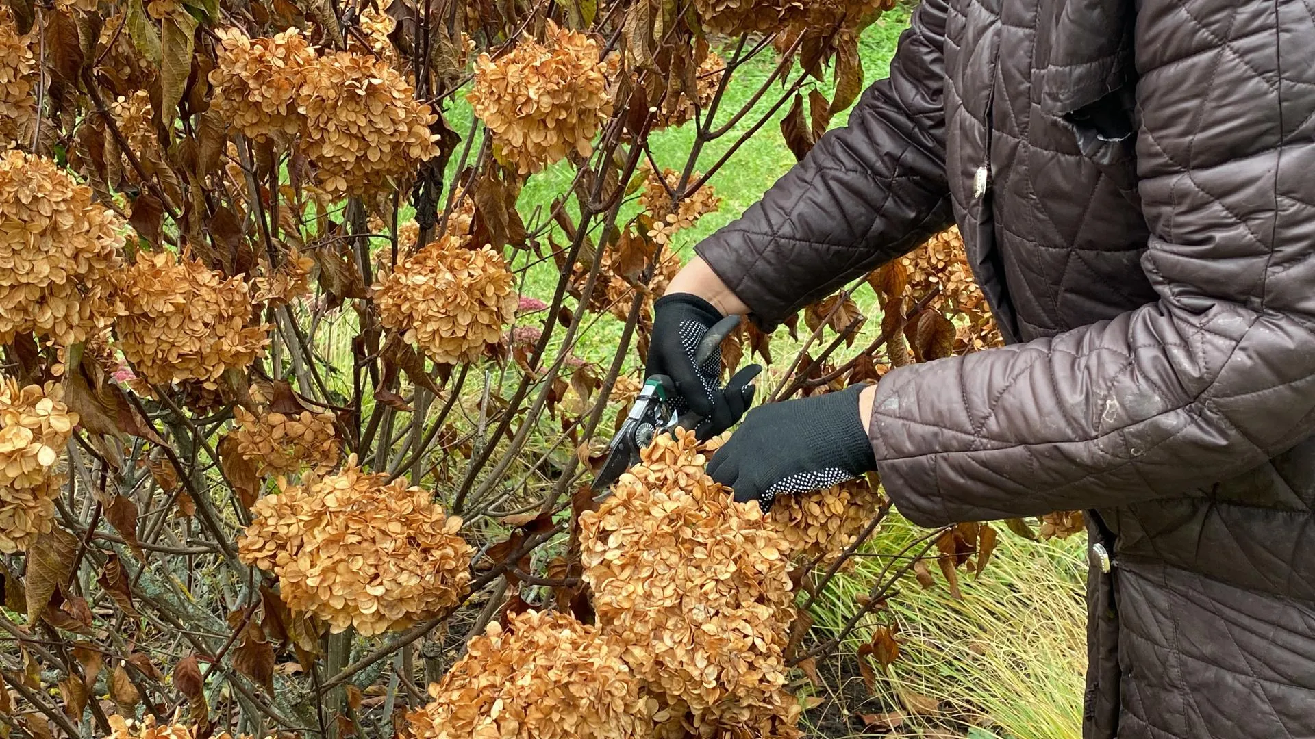 Дарья Шапочкина