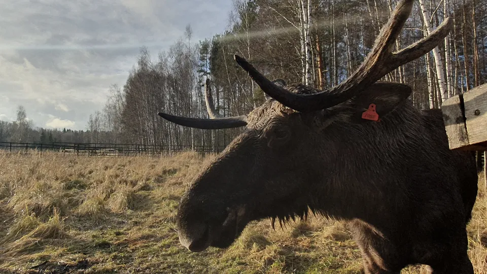Фото: МедиаБанк Подмосковья/Валерия Исаева