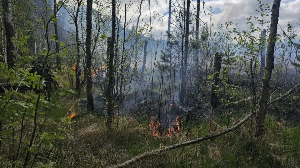 Фото: Комитет лесного хозяйства МО