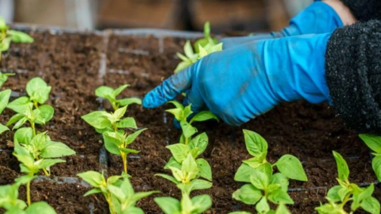 медиасток.рф