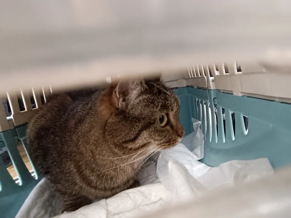 Фото: МедиаБанк Подмосковья/Екатерина Дятловская&nbsp;&nbsp;