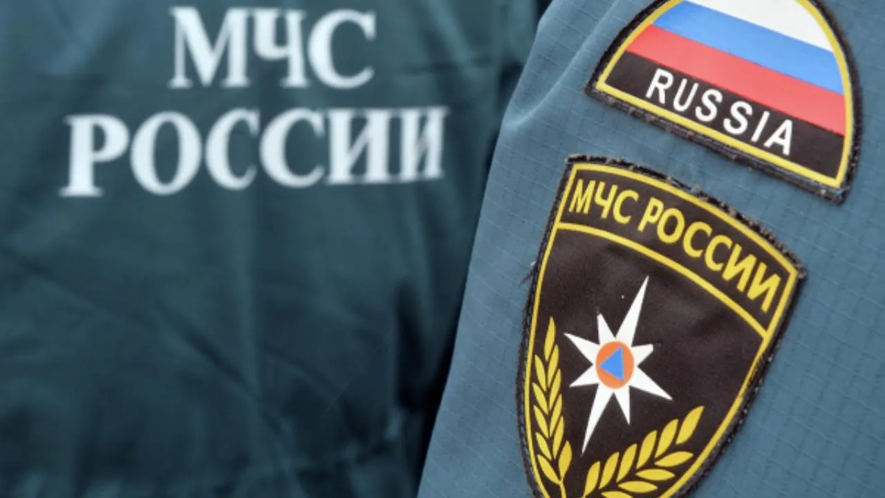 Власти Красноярска ввели в городе режим угрозы чрезвычайной ситуации из-за медведя
