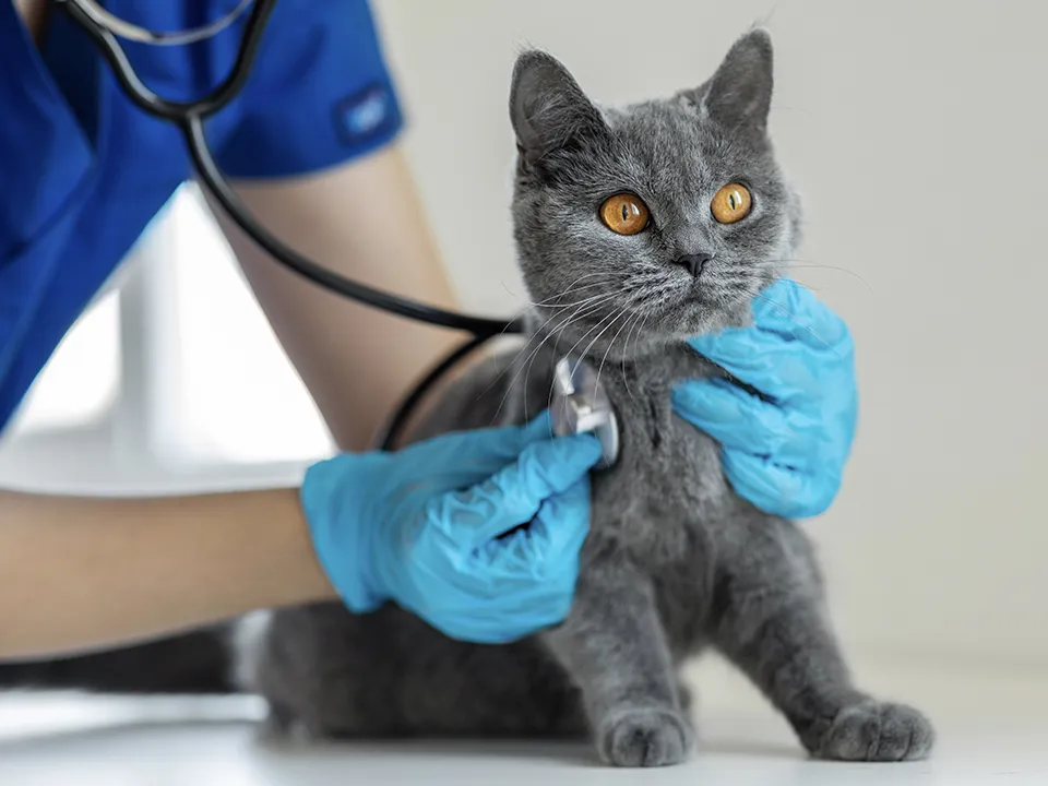 Фото: istockphoto.com/bymuratdeniz