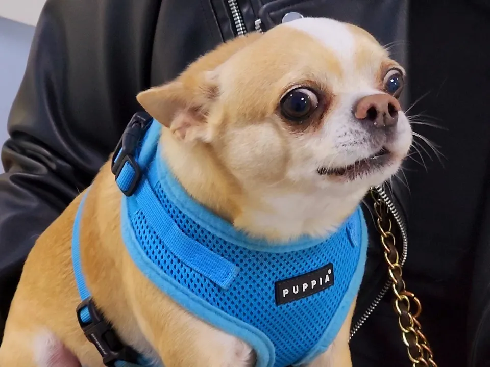 Фото: МедиаБанк Подмосковья/Никита Сморкалов