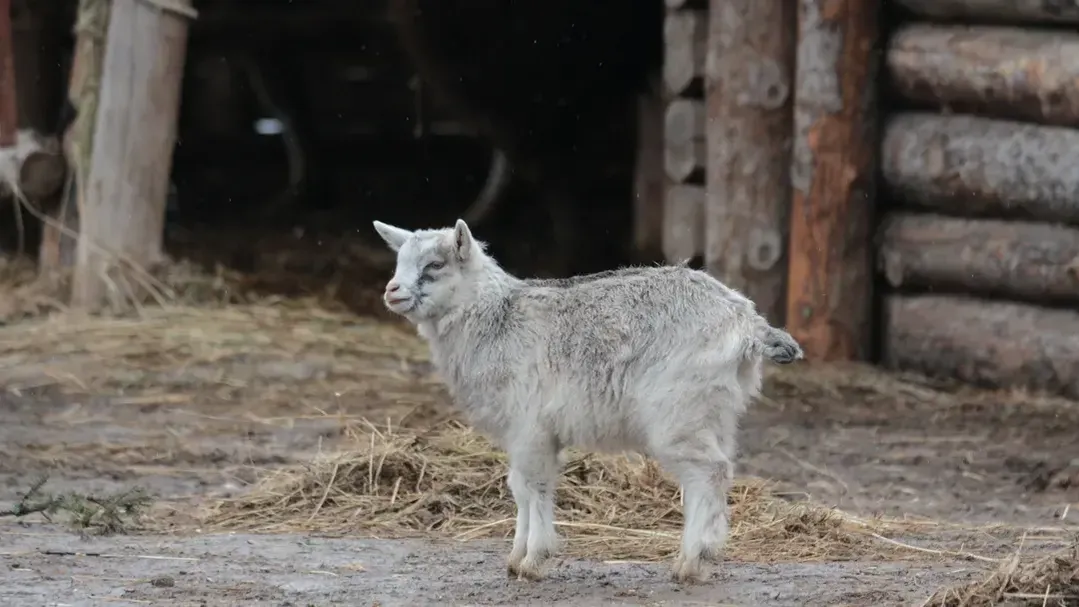 медиасток.рф