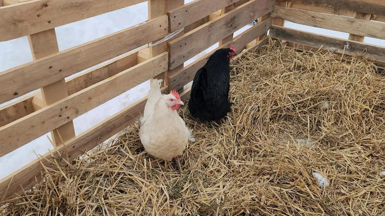 МедиаБанк Подмосковья/Анна Шолохова