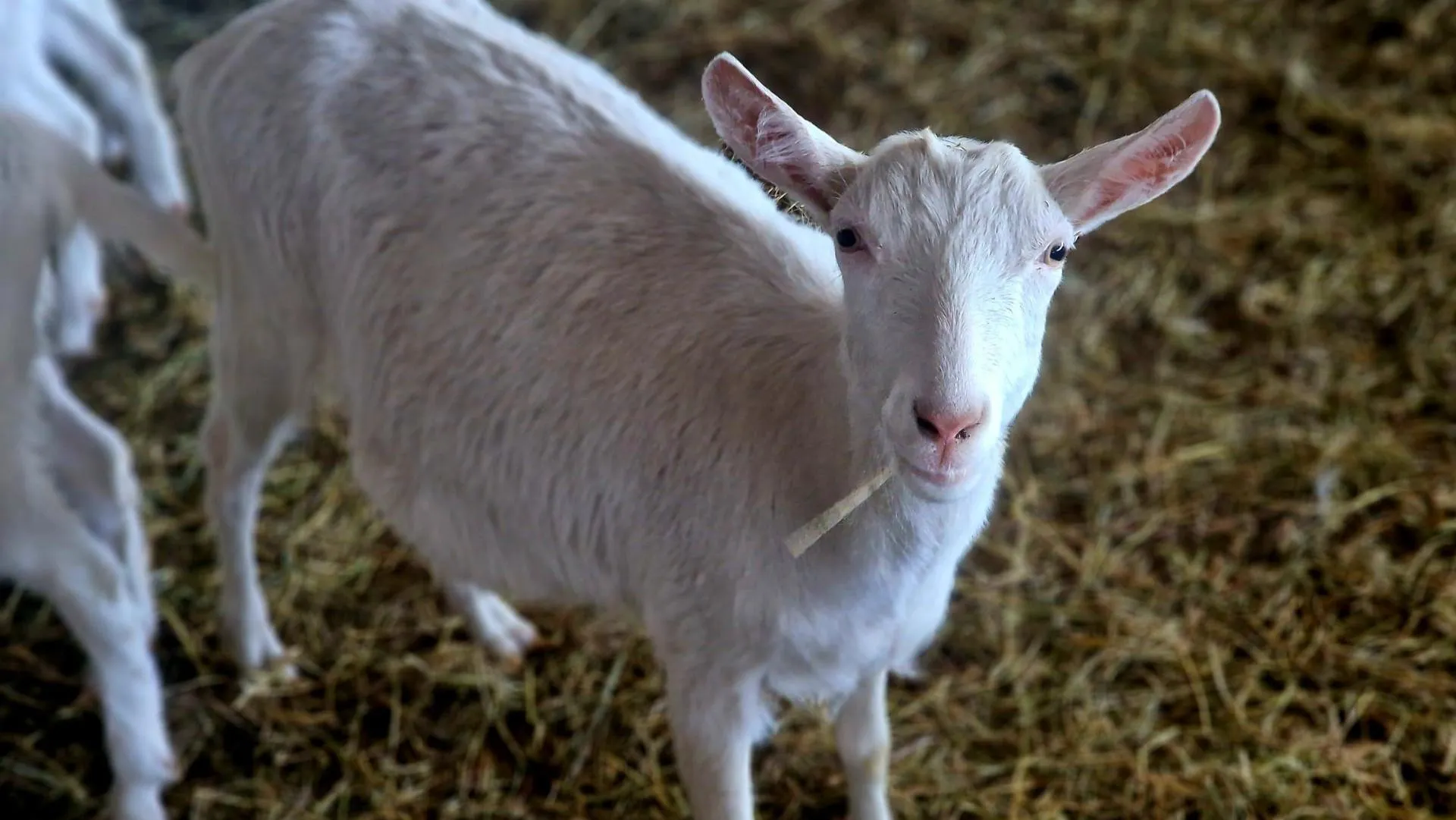 REGIONS/Ольга Шаронова