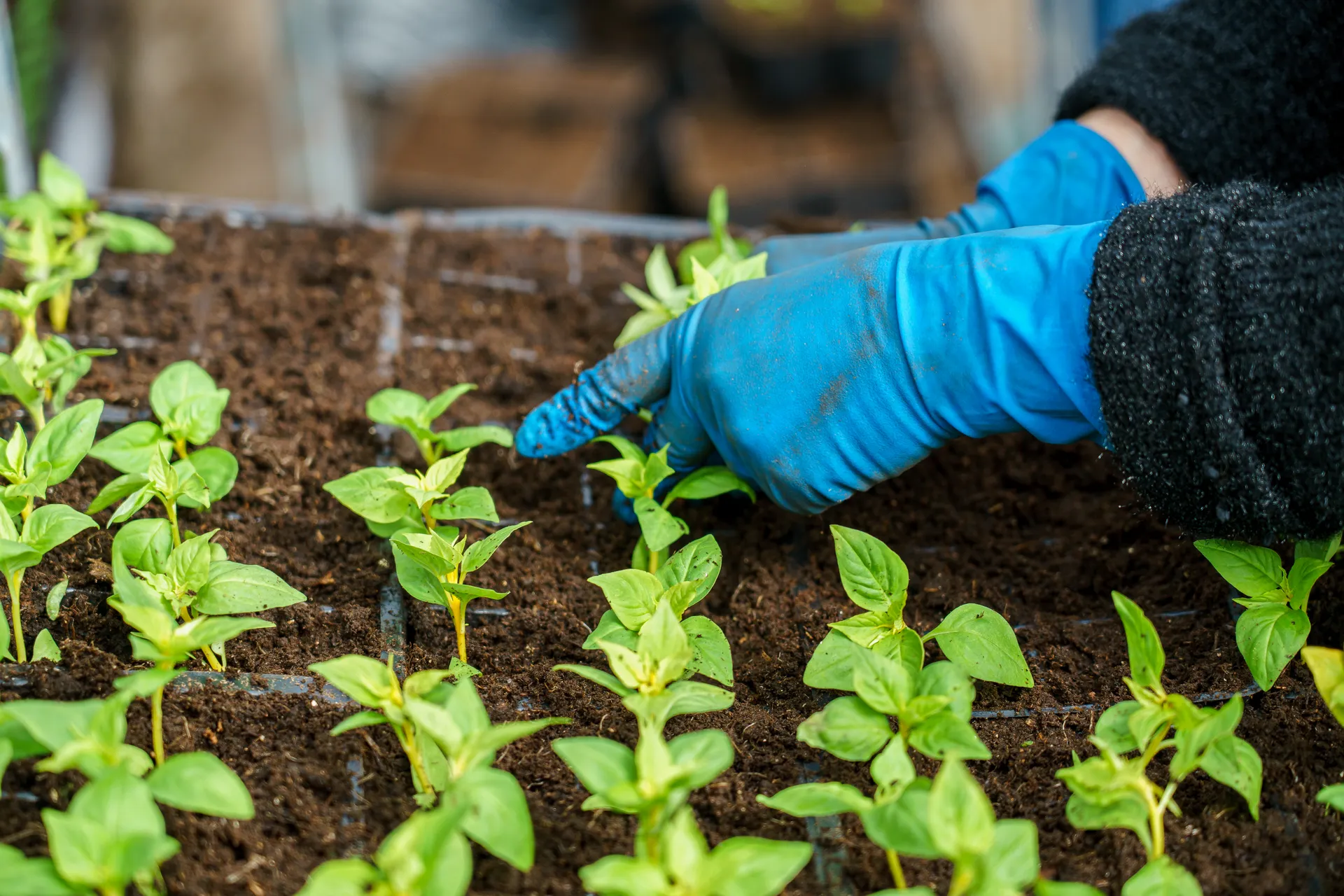 Раменский округ. ООО «Цветочная компания Харченко» в деревне Островцы
