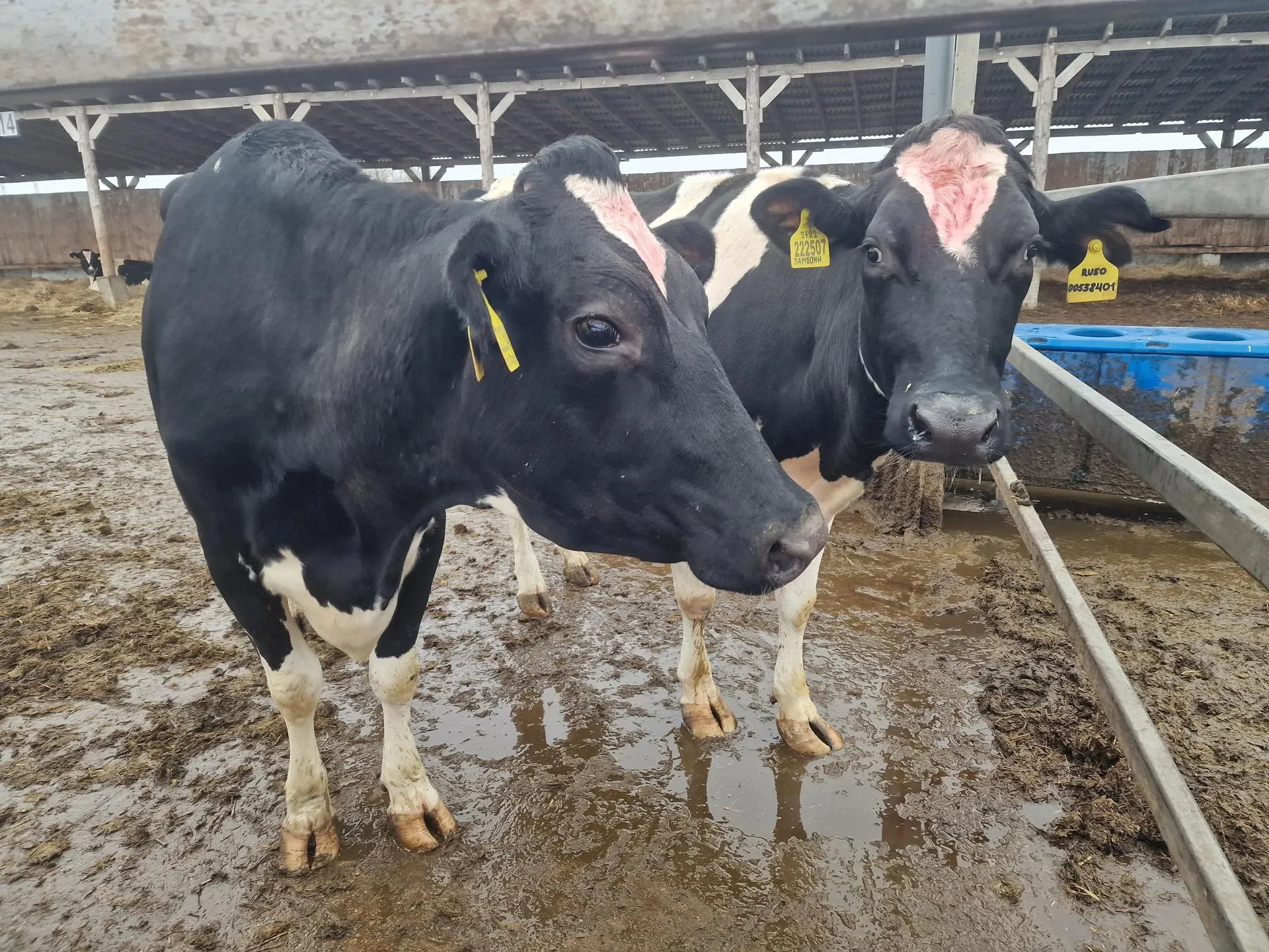 Фото: REGIONS/Ольга Шаронова