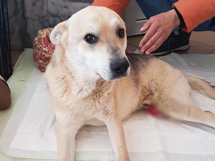 Покалеченных собак и кошек из Донбасса выхаживают в приюте под Раменским
